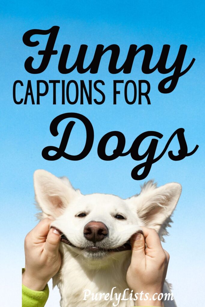 funny and short dog captions for Instagram