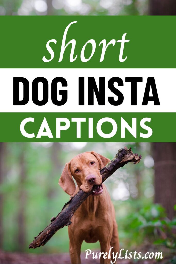 funny and short dog captions for Instagram