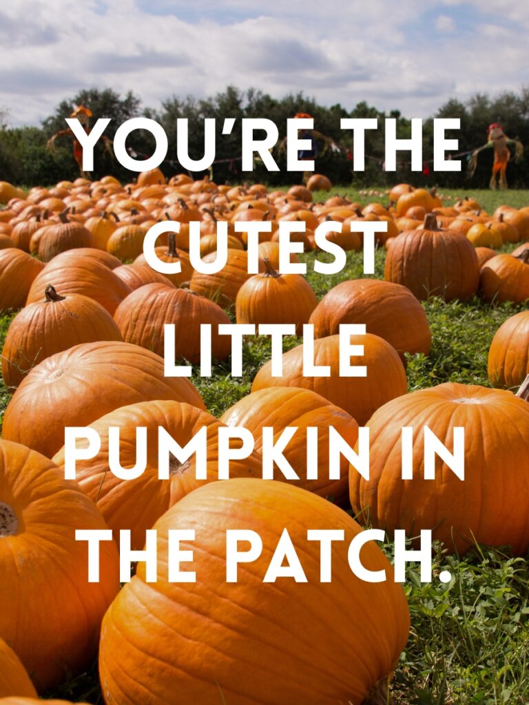 Pumpkin patch captions
