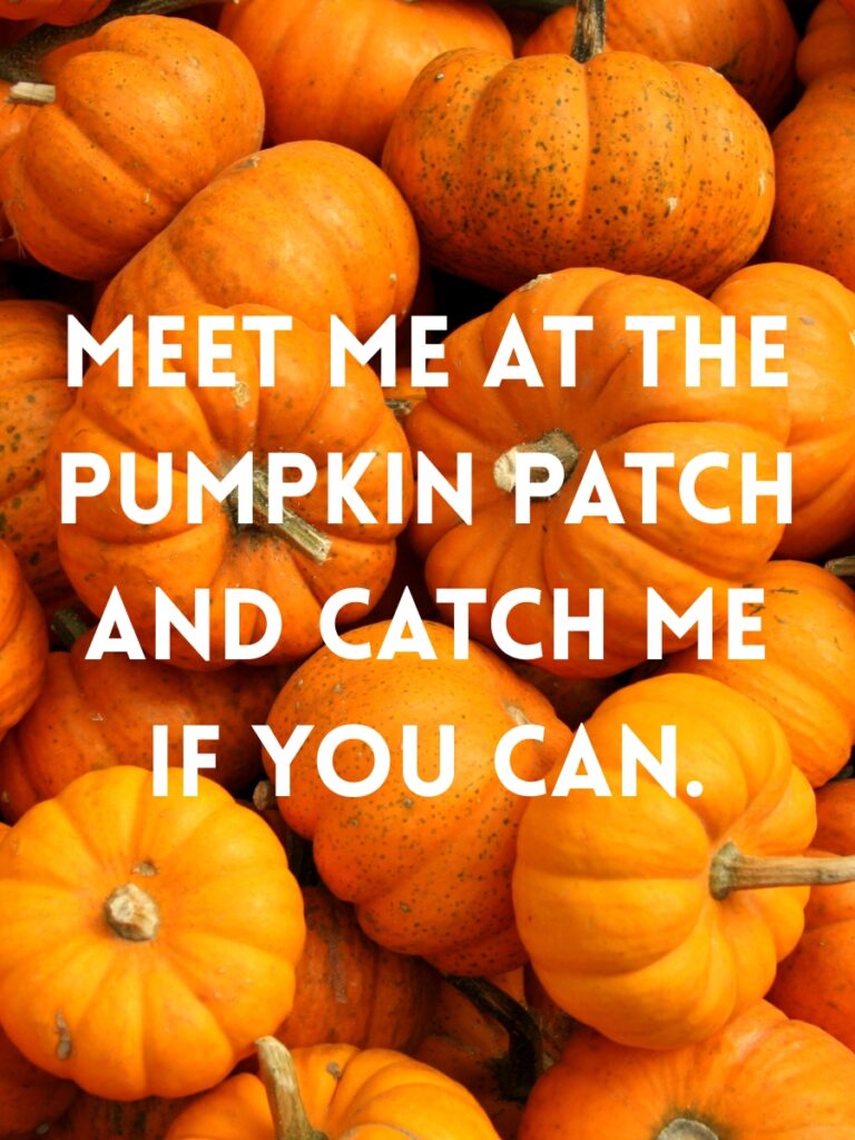 Pumpkin patch captions